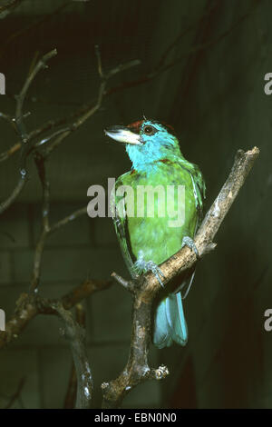 Blau-throated Barbet (Megalaima Asiatica), auf einem Ast Stockfoto