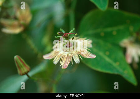 Passiflora Pardifolia (Passiflora Pardifolia), Blume Stockfoto