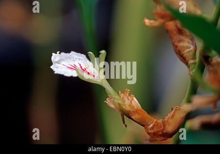 echte Kardamom (Elettaria Cardamomum Kardamom Amomum), Blume Stockfoto