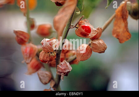 Ashwagandha indischer Ginseng, Winterkirsche, Ajagandha, Kanaje Hindi, Amukkara, Samm Al Ferakh (Withania Somnifera), Früchte Stockfoto