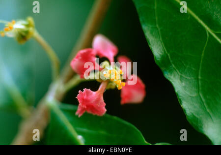 Barbados-Kirsche (Malpighia Punicifolia, Malpighia Glabra), Blume Stockfoto