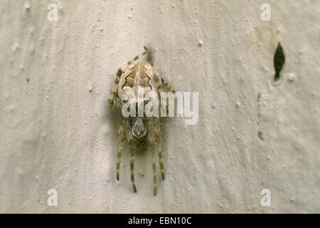 Brücke Orbweaver (Larinioides Sclopetarius, Araneus Sclopetarius), weibliche an einer Wand, Deutschland Stockfoto