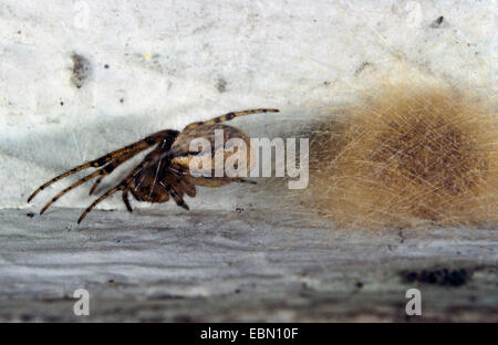 Sektor Spinne (Zygiella X-Notata), Weibchen mit Kokon in einem Gossamer, Deutschland Stockfoto