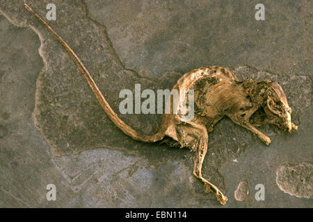 Braune Ratte, gemeinsame braune Ratte, Norwegen Ratte, gemeinsame Ratte (Rattus Norvegicus), mumifizierte Ratte, Deutschland Stockfoto