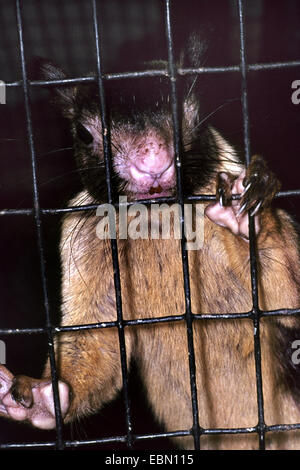 Indische riesiges Eichhörnchen (Ratufa Indica), hinter Gittern Stockfoto