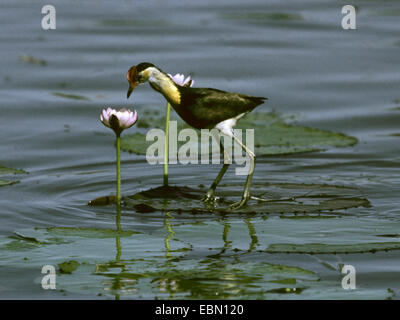 Kamm-crested Blatthühnchen (Irediparra Gallinacea, Metopidius Gallinacea, Jacana Gallinacea), auf den Feed, Australien Stockfoto