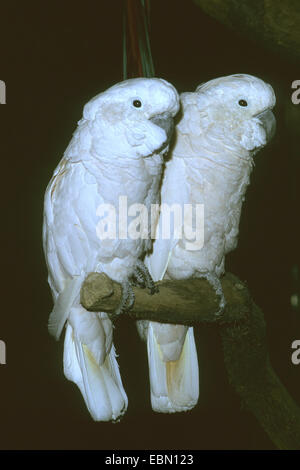 Tritonen Kakadu (Cacatua Galerita Triton), zwei Tritonen Kakadus auf einem Ast Stockfoto