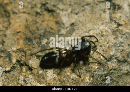 Ameise Spinne (Leptorchestes Berolinensis), Weibchen auf einer Gartenmauer, Ameisen-Mimikry, Deutschland Stockfoto