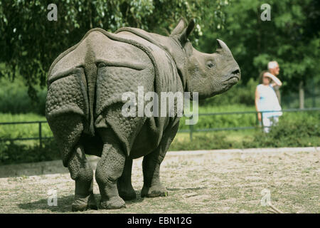 größere Panzernashorn, großen indischen einen gehörnten Nashorn (Rhinoceros Unicornis), im Zoo Stockfoto