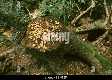 Europäische Eichhörnchen, eurasische Eichhörnchen (Sciurus Vulgaris), Speisereste auf einen Baum Haken, Deutschland Stockfoto