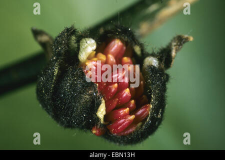 Eisenholz, Parrotia (Parrotia Persica), Blütenstand Stockfoto