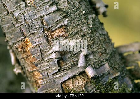 Sargent Cherry, Sargents Kirsche (Prunus Sargentii), Rinde Stockfoto