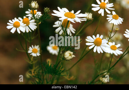 Geruchlos Mayweed, geruchlose Kamille (Tripleurospermum Perforatum, Tripleurospermum Inodorum, Matricaria Inodora), blühen, Deutschland Stockfoto