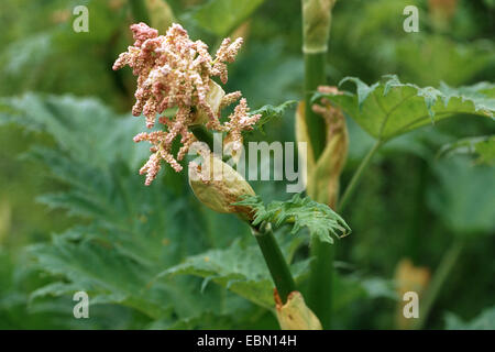 Chinesischer Rhabarber (Rheum Palmatum), blühen Stockfoto