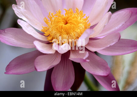 weiße Teich Lilie (Nymphaea Gigantea), blühen Stockfoto
