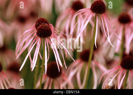 blasser Sonnenhut, blass-lila Sonnenhut (Echinacea Pallida), Blütenstände Stockfoto