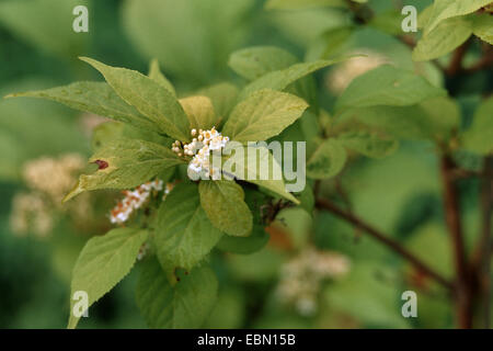 Japanische Beautyberry (Callicarpa Japonica 'Leucocarpa', Callicarpa Japonica Leucocarpa), blühende Zweig Stockfoto