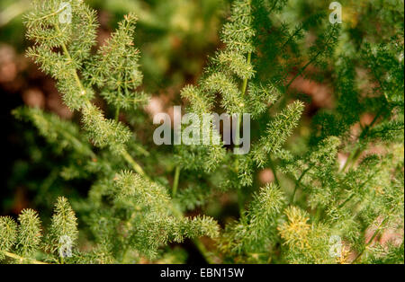 Spignel (Meum Athamanticum), Blätter Stockfoto