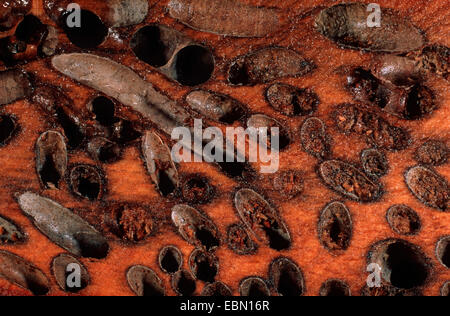 Marine Missmanagement, gemeinsame Missmanagement, große Bohrmuschel (Teredo Navalis), Holz, überladen mit Bohrungen Stockfoto