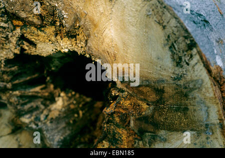 Rotbuche (Fagus Sylvatica), Herz Rot von Buche, Deutschland Stockfoto