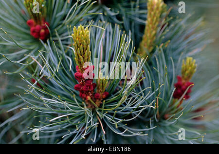 Europäische schwarze Kiefer, österreichische Schwarzkiefer, Schwarzkiefer, Korsischen Schwarzkiefer (Pinus Nigra 'Pyramidata', Pinus Nigra Pyramidata), Zweig mit blühenden Zapfen Stockfoto