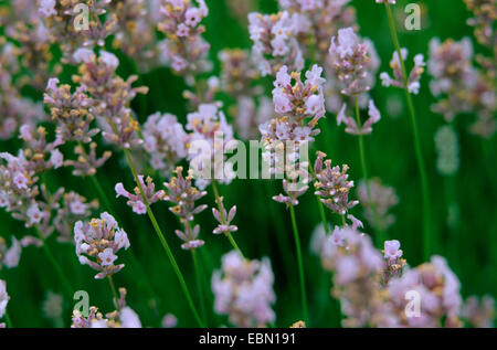 Lavendel (Lavandula Angustifolia 'Rosea', Lavandula Angustifolia Rosea), Sorte Rosea Stockfoto