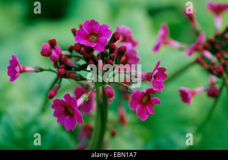 Japanische Primel (Primula Japonica), Blütenstand Stockfoto