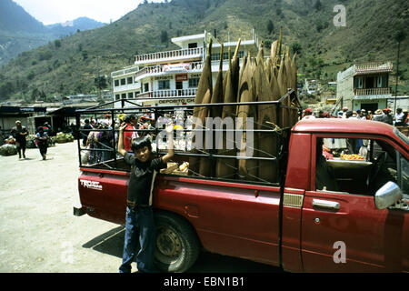 Cohune Palm (Orbignya Cohune, Attalea Cohune) geernteten Blütenstände auf ein Auto, Blume Knospen dienen Parfüm Produktion, Guatemala Stockfoto