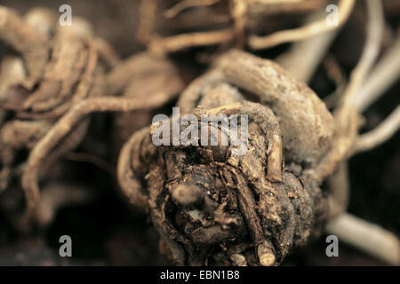 Rauwolfia, Java Teufel Pfeffer, Devilpepper, des Teufels Pfeffer, Serpentwood (Rauvolfia Serpentina, Rauwolfia Serpentina), root Stockfoto