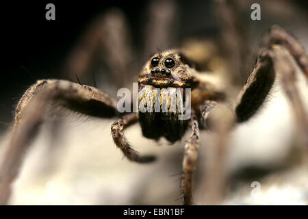 Falsche Tarantel (Hogna Radiata, Lycosa Radiata, Tarantula Balearica), Weiblich Stockfoto