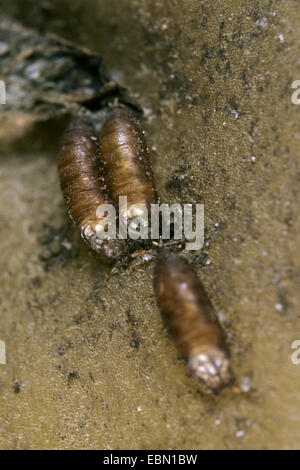 Dunkel-gemustertes Fruchtfliege (Drosophila Repleta), Puppen auf Verschmutzung potatoe Stockfoto