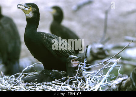 Kormoran (Phalacrocorax Carbo), mit jungen im Nest, Deutschland Stockfoto