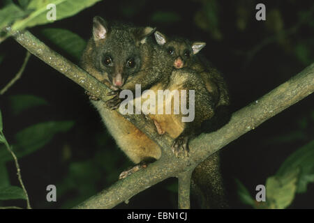 Pinsel-tailed Possum, Brushtail Possom (Trichosurus Vulpecula), Mutter mit Pick-a-Back ihr Kind Stockfoto