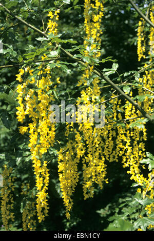 gemeinsamen Goldregen (Laburnum Anagyroides), blühenden Zweig, Deutschland Stockfoto