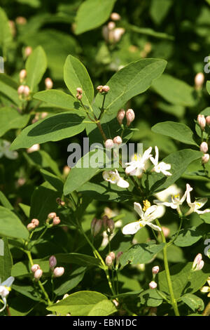 Schwarz-Geißblatt (Lonicera Nigra), blühen, Deutschland Stockfoto