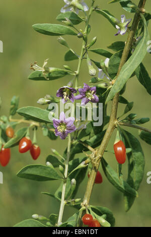 Chinesische Wolfsbeere, gemeinsame Matrimony Vine (Lycium Barbarum), blühender Zweig mit reifen Früchten Stockfoto