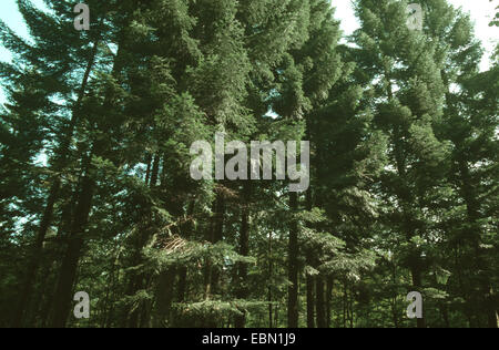 Europäische Tanne (Abies Alba), Tannenholz, Deutschland Stockfoto