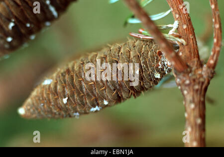 Europäische Tanne (Abies Alba), Kegel Stockfoto