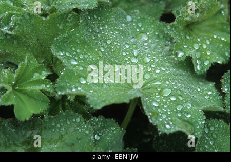 Frauenmantel (Alchemilla Xanthochlora), Wassertropfen auf einem Blatt Stockfoto