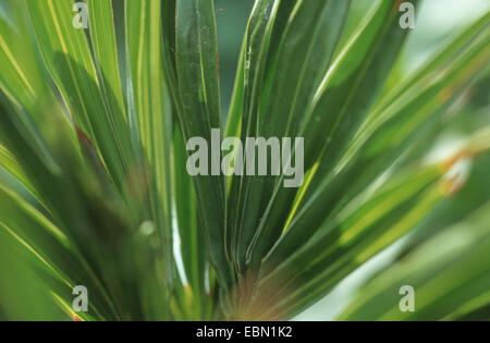 Sägepalme (Serenoa Repens), Blatt Stockfoto