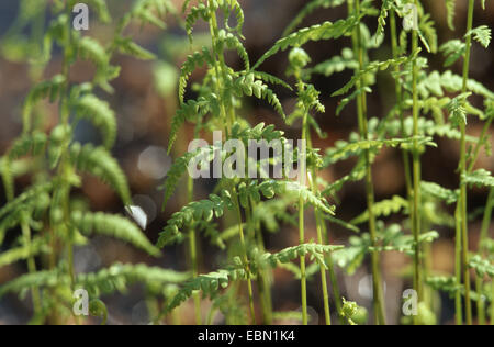 Sumpf-Farn (Thelypteris Palustris), Wedel, Deutschland Stockfoto