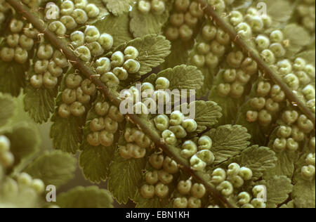 Farne, Holz Farne (Dryopteris spec.), Sporangien zu schützen Stockfoto