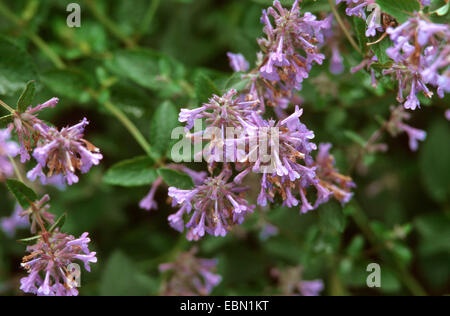 Katzenminze, Katzenminze (Nepeta Cataria), blühen, Deutschland Stockfoto