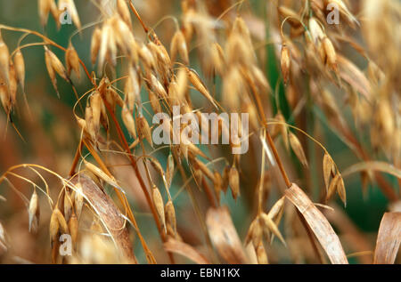 kultiviert, Hafer, gemeinsame Hafer (Avena Sativa), Reife spikeletts Stockfoto