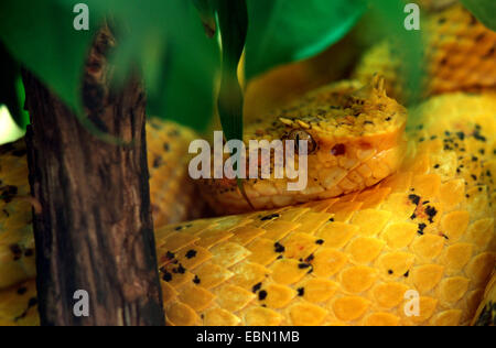 Wimpern-Viper, gehörnten Palm Viper, Wimpern Palm Grubenotter (Bothrops Schlegelii, Bothriechis Schlegelii), zusammengerollt auf dem Boden liegend Stockfoto