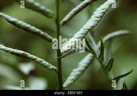 Afrikanischer Wasserfarn (Bolbitis Heudelotii), Detail von der Wedel Stockfoto