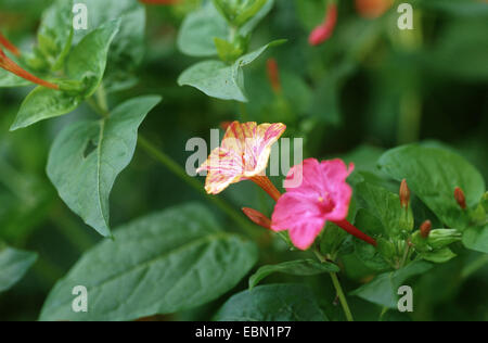 gemeinsamen Four-o'clock, Wunder von Peru (Mirabilis Jalapa), blühen Stockfoto