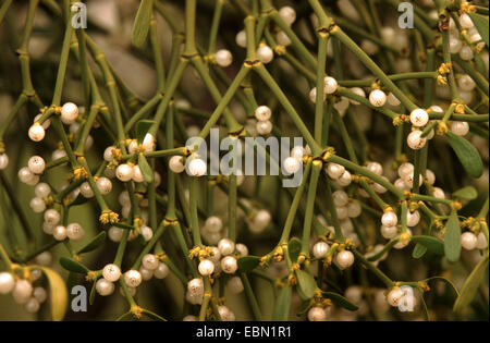 Mistel (Viscum Album Subspecies Album, Viscum Album), mit Früchten, Deutschland Stockfoto