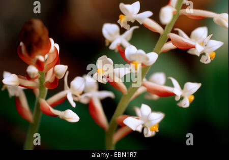 Jeweled Ludisia, Juwel Orchidee (Ludisia verfärben, Goodyera verfärben, Haemaria verfärben), Blütenstand, Detail Stockfoto