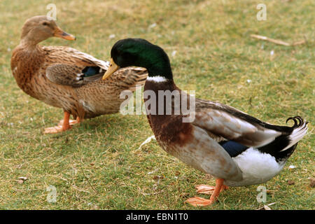 Hausente (Anas Platyrhynchos F. Domestica), männliche und weibliche Rouen Clair Enten stehen nebeneinander auf einer Wiese Stockfoto